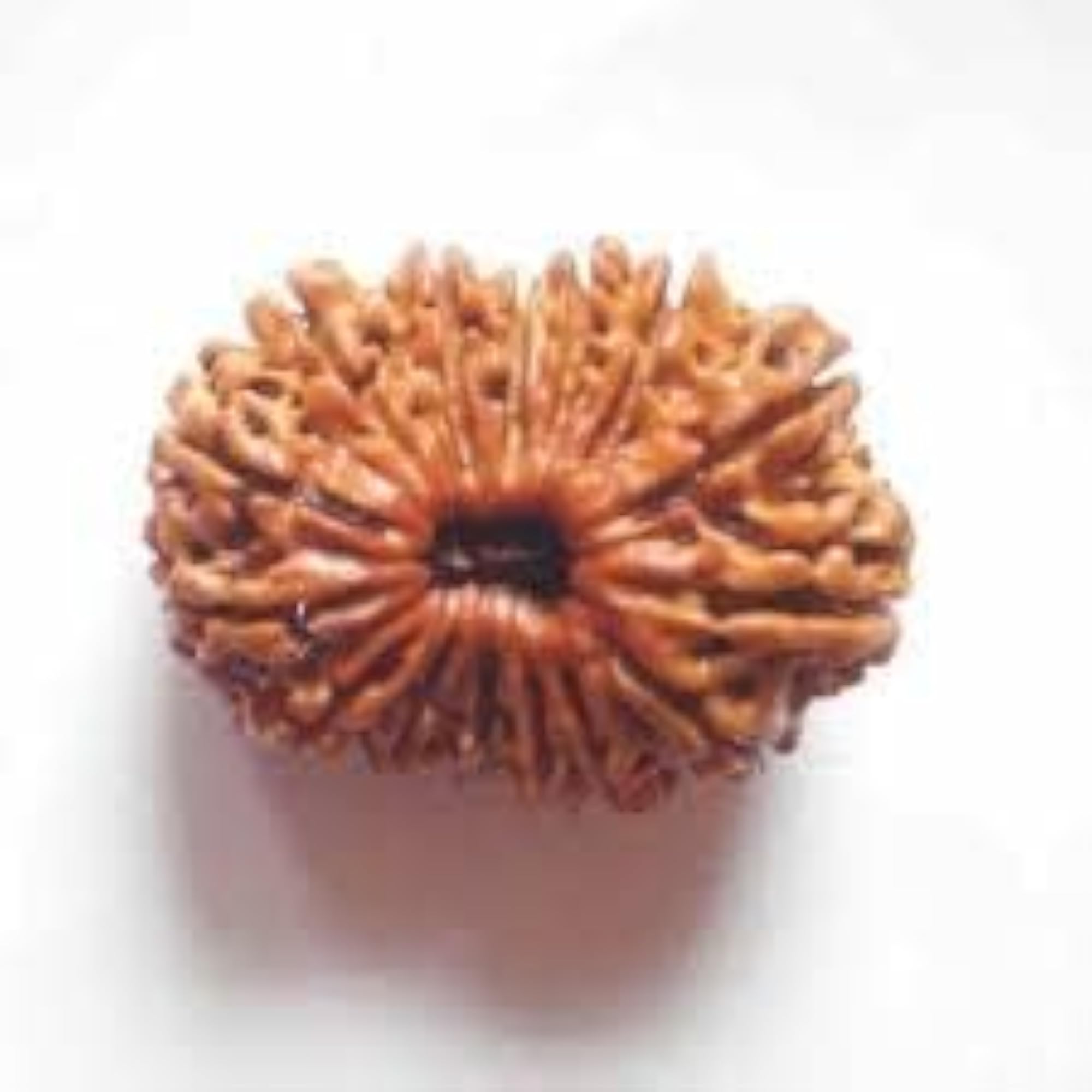 Twenty-One Mukhi Rudraksha Nepali Bead Certified